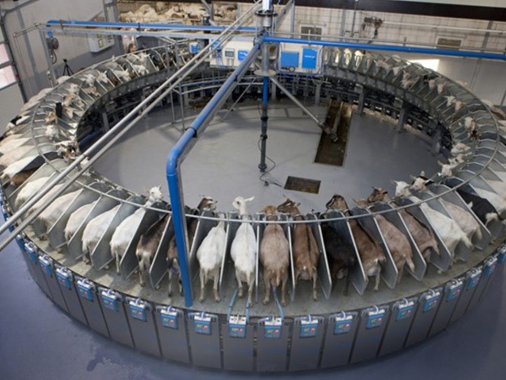 Quick-Cap-geiten-draaistal1x Quick-Cap-geiten-draaistal1x